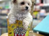 Mini Maltipoo Bebeğimiz