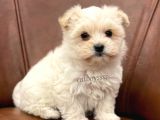 Sevimli Mini Maltipoo Yavrumuz