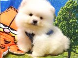 Teddy Face Pomeranian Boo Yavrularımız