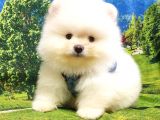 Teddy Face Pomeranian Boo Yavrularımız