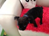 Yavru French Buldog