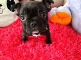 Yavru French Buldog