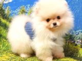 Teddy Face Pomeranian Boo Yavrularımız