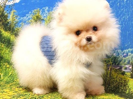 Teddy Face Pomeranian Boo Yavrularımız görsel