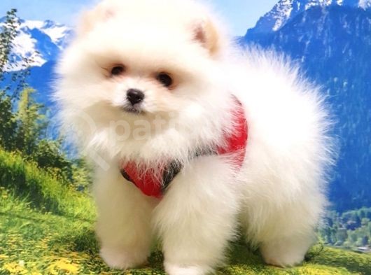 Teddy Face Pomeranian Boo Yavrularımız görsel