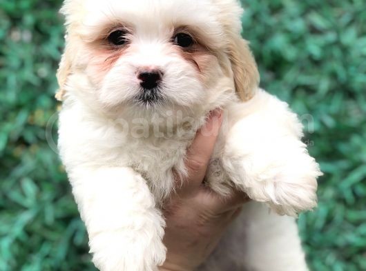 Mükemmel Görsel F1 Maltıpoo görsel