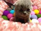 Britishshorthair & Scottishfold