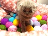 Britishshorthair & Scottishfold