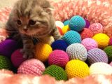 Britishshorthair & Scottishfold