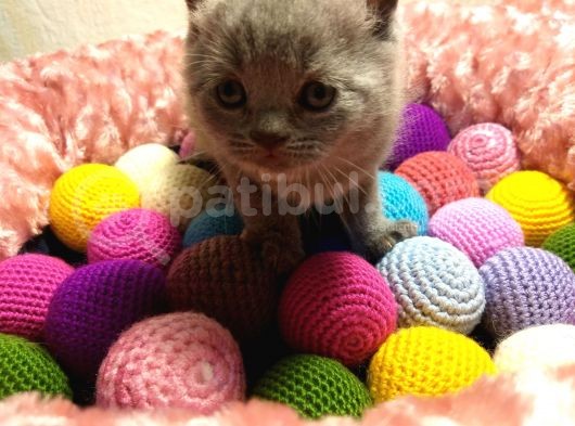 Britishshorthair & Scottishfold görsel