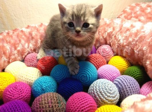 Britishshorthair & Scottishfold görsel