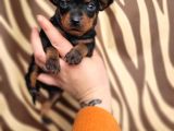 Minyatür Pincher Yavru (Bursa Köpek Okulu)