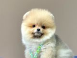Safkan Teddy Face Pomeranian Yavrularımız
