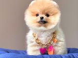 Safkan Pomeranian Boo Yavrularımız