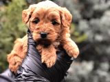 Red Brown Orjinal Maltıpoo