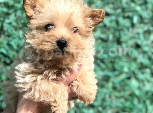 Xsmall Gold Morkie görsel