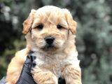 Mükemmel Melez Maltıpoo Yavrumuz