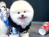 AA Kalite Safkan  Pomeranian Oğlumuz