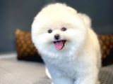 Aa Kalite Safkan  Pomeranian Oğlumuz