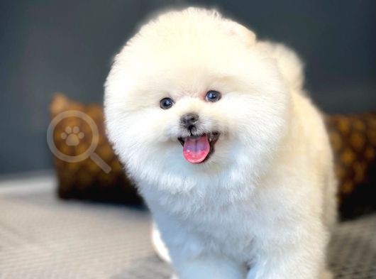 Aa Kalite Safkan  Pomeranian Oğlumuz görsel