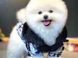 Aa Kalite Safkan  Pomeranian Oğlumuz