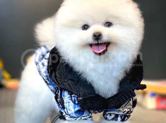 Aa Kalite Safkan  Pomeranian Oğlumuz görsel