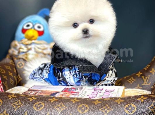 Aa Kalite Safkan  Pomeranian Oğlumuz görsel