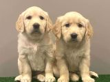 Muhteşem Golden Retriever Dişi Erkek Yavrular