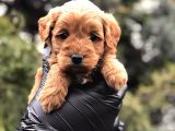Red Brown Orjinal Maltıpoo