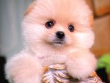Ayı Surat Pomeranian Boo Yavrularımız