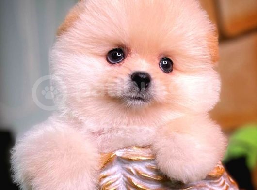 Ayı Surat Pomeranian Boo Yavrularımız görsel