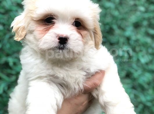 Mükemmel Görsel F1 Maltıpoo görsel