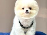 Safkan Pomeranian Boo Yavrularımız