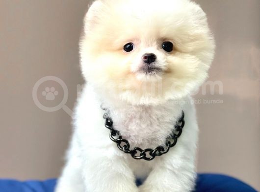Safkan Pomeranian Boo Yavrularımız görsel