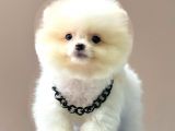 Safkan Pomeranian Boo Yavrularımız