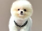 Safkan Teddy Face Pomeranian Yavrularımız