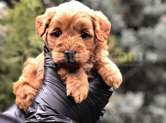 Red Brown Orjinal Maltıpoo görsel