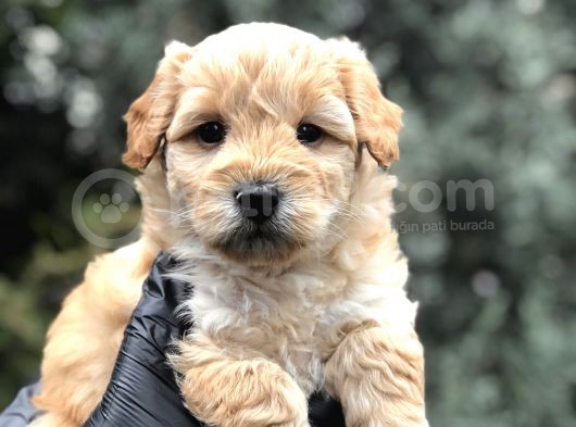 Mükemmel Melez Maltıpoo Yavrumuz görsel