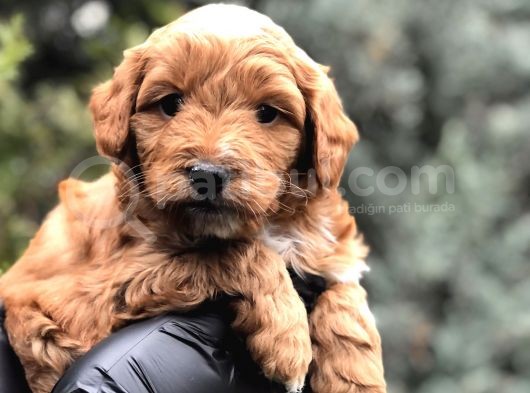 Orjinal Red Brown Maltıpoo görsel
