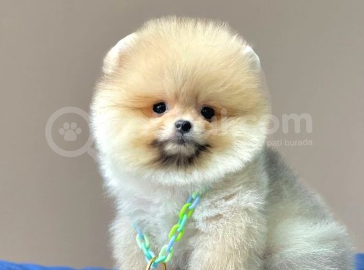 Safkan Pomeranian Boo Yavrularımız görsel