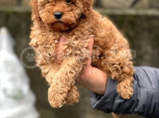Yerli̇ Üreti̇m Toy Poodle Yavrularimiz
