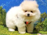 Pomeranian Boo Teddy Bear Yavrular