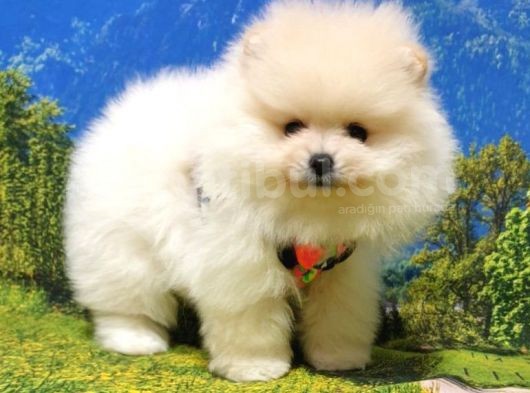 Pomeranian Boo Teddy Bear Yavrular görsel