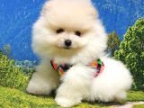 Pomeranian Boo Teddy Bear Yavrular