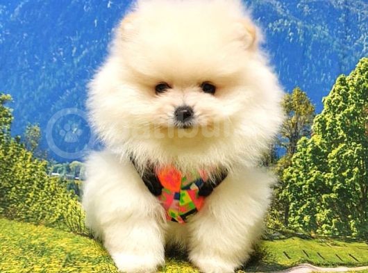 Pomeranian Boo Teddy Bear Yavrular görsel
