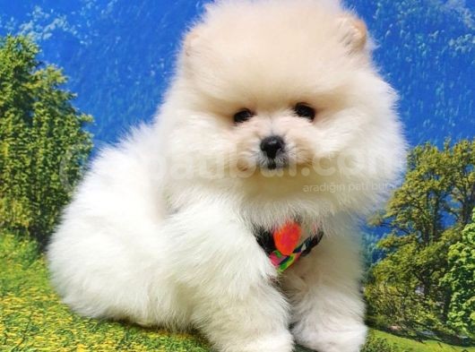 Pomeranian Boo Teddy Bear Yavrular görsel