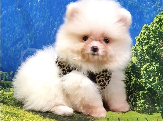 Pomeranian Boo Teddy Bear Yavrular görsel