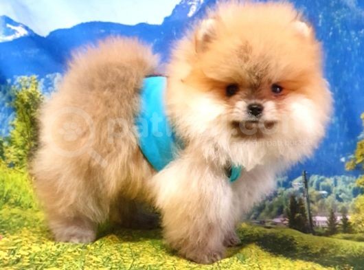 Teddy Face Pomeranian Boo Yavrularımız görsel