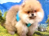 Teddy Face Pomeranian Boo Yavrularımız
