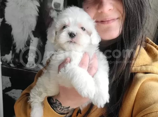Maltese Yavruları (Bursa Köpek Okulu)